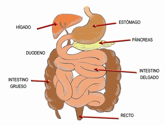 imagen-del-colon-gastroenterologo-en-merida-yucatan